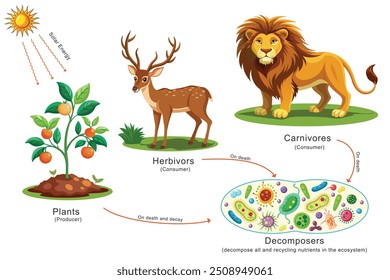 A energia solar é captada pelas plantas, passada para os herbívoros e depois para os carnívoros, fluindo através de cada estágio da cadeia alimentar. Finalmente, micróbios decompõem tudo, reciclando nutrientes no ecossistema 