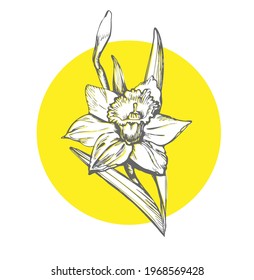 Solar flowers daffodil drawn by hand in full bloom on yellow illuminating circle shape isolated on white background. Floral design element for embroidery template, craft kit, poster, postcard.