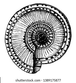 Solarium Shell is an extinct species of a paleozoic Silurian monoplacophoran, vintage line drawing or engraving illustration.