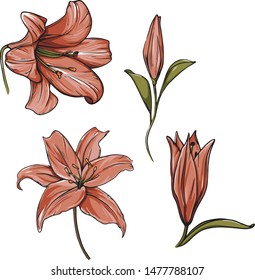solated elements on a white background. Hand-drawn in vector. Lily flowers can be used for wedding invitations, booklets, textures, patterns. Autumn mood of illustration 