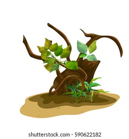 solated group of underwater plant Cryptocoryne (water trumpet) and anubias with mangrove