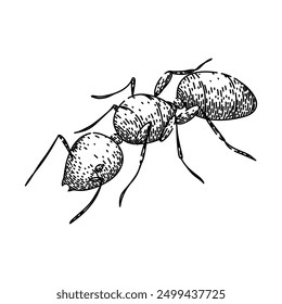 soldier ant hand drawn. nest foraging, insect antennae, mandibles thorax soldier ant vector sketch. isolated black illustration