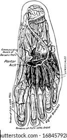 The sole of a human foot, vintage line drawing or engraving illustration.