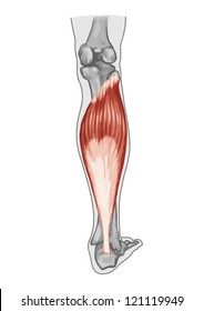 Soleus Ã¢Â?Â? anatomy of muscular system - extensor muscle of the foot