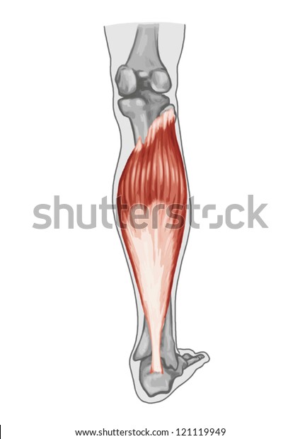 Soleus Anatomy Muscular System Extensor Muscle Stock Vector Royalty Free 121119949