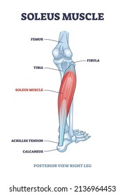 Soleus muscle with anatomical leg bones skeletal structure outline diagram. Labeled educational scheme with posterior view of right human leg vector illustration. Human foot detailed description.