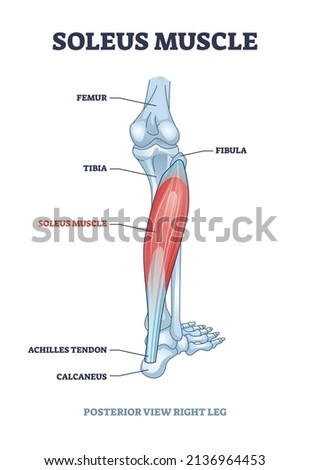 Soleus muscle with anatomical leg bones skeletal structure outline diagram. Labeled educational scheme with posterior view of right human leg vector illustration. Human foot detailed description.