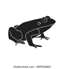 solid animal frog icon vector illustration