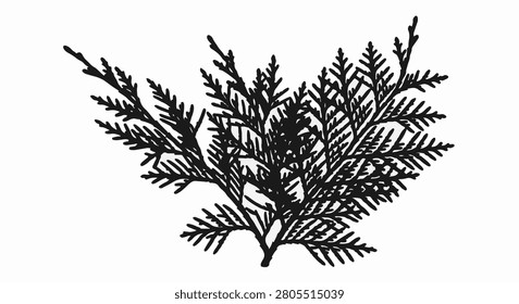 Solid black silhouette of a cedar or thuja branch with detailed foliage isolated on a white background. Botanical conifer leaf element for nature-themed vector design projects.