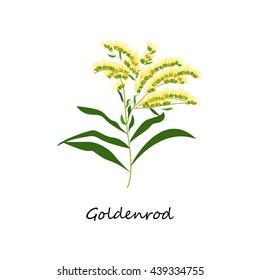 Solidago canadensis, Goldenrod flower. Botany Set herbs. Illustration of Flower isolated on a white background. Vector eps10