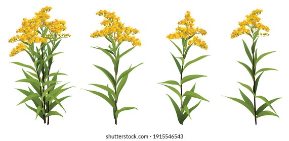 Solidago chilensis Asteraceae 3d big vector set goldenrod ragweed. Bouquet compilation isolated Yellow golden flower realistic officinal plant Allergy symbol. Wedding decoration Medical antibacterial