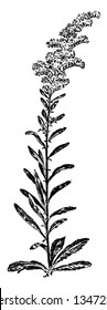 Solidago Nemoralis is a species of Aster family with common name Goldenrod and are found in Canada, vintage line drawing or engraving illustration.