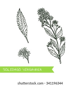 Solidago virgaurea - Siberian herbs. Handdrawn Illustration - Health and Nature Set