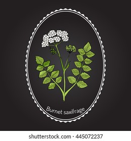 Solidstem burnet saxifrage (Pimpinella saxifraga) - medicinal plant. Hand drawn botanical vector illustration