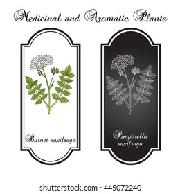 Solidstem burnet saxifrage (Pimpinella saxifraga) - medicinal plant. Hand drawn botanical vector illustration