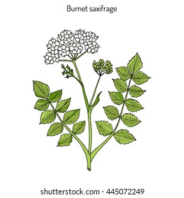 Solidstem burnet saxifrage (Pimpinella saxifraga) - medicinal plant. Hand drawn botanical vector illustration