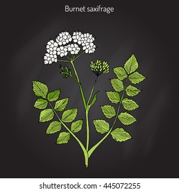 Solidstem burnet saxifrage (Pimpinella saxifraga) - medicinal plant. Hand drawn botanical vector illustration