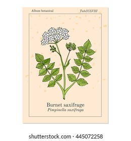 Solidstem burnet saxifrage (Pimpinella saxifraga) - medicinal plant. Hand drawn botanical vector illustration