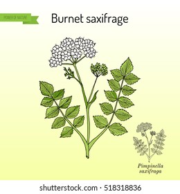 Solidstem burnet saxifrage (Pimpinella saxifraga) - medicinal plant. Hand drawn botanical vector illustration