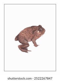 A solitary brown frog with speckled patterns and textured skin, positioned mid-step, casts a subtle shadow on a minimalist, white backdrop.