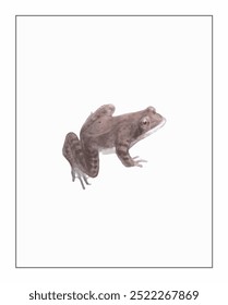 A solitary brown frog with webbed feet sits gently on a white background, its smooth skin and earthy tones creating a serene, natural contrast.