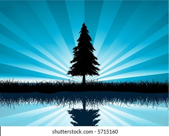 Solitary fir tree