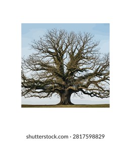 A solitary, massive ancient oak tree stands prominently against a clear blue sky. Its intricate, leafless branches spread wide, showcasing a complex network of limbs covered in moss and ivy. The tree is positioned on a flat, grassy horizon, emphasizing its grand scale and enduring presence in a minimalist landscape.