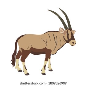Solitary Oryx vector illustration isolated on white background. Oryx gazella or Gemsbok antelope.