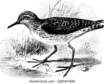 Solitary Sandpiper is a water wading bird mostly found in Europe, vintage line drawing or engraving illustration.