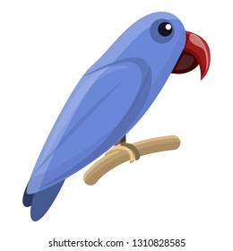 Solomon parrot icon. Cartoon of solomon parrot vector icon for web design isolated on white background