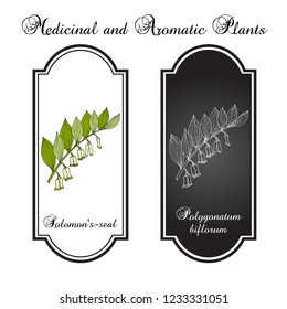 Solomon's seal (Polygonatum multiflorum), medicinal plant. Hand drawn botanical vector illustration