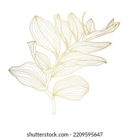 Solomon's seal (Polygonatum multiflorum), medicinal plant. Hand drawn botanical line golden  illustration.