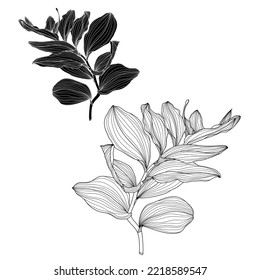 Solomon's seal (Polygonatum multiflorum), medicinal plant. Hand drawn botanical line  illustration.