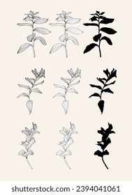 Solomon's seal (Polygonatum multiflorum), medicinal plant big set. Hand drawn botanical illustration.