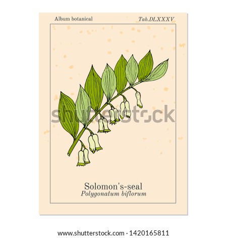 Solomon's seal (Polygonatum multiflorum), medicinal plant. Hand drawn botanical vector illustration