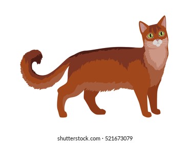 Somali cat breed. Cute fluffy red cat standing flat vector illustration isolated on white background. Purebred pet. Domestic friend and companion animal. For pet shop ad, hobby concept, breeding