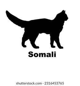 Somali cat silhouette. Cat breeds vector. Pet. Animal