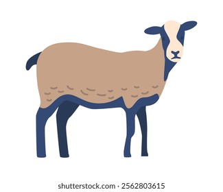 Somali sheep breed vector illustration