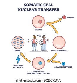 Somatic cell nuclear transfer as genetic change process steps outline diagram. Labeled educational embryo fertilization with artificial technique vector illustration. Cloning egg method description. svg