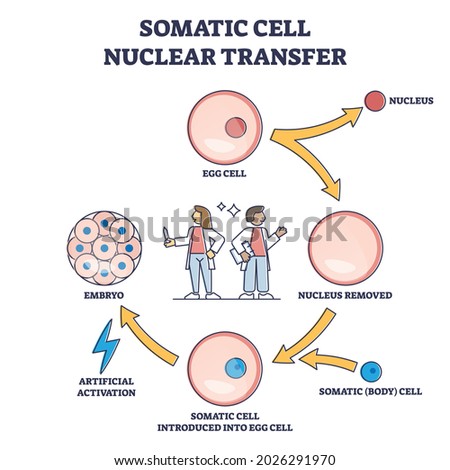 Somatic cell nuclear transfer as genetic change process steps outline diagram. Labeled educational embryo fertilization with artificial technique vector illustration. Cloning egg method description.