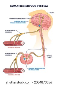 Somatic nervous system with human brain impulse to muscle outline diagram. Labeled educational upper motor neurons and nuclei of brain stem description vector illustration. Voluntary or peripheral SNS - Shutterstock ID 2084873356