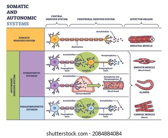 Somatic vs autonomic nervous system in detailed division outline diagram. Labeled educational sympathetic and parasympathetic scheme with body muscle examples and effector organs vector illustration. svg