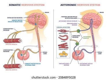 Somatic vs autonomic nervous system division in human brain outline diagram. Labeled educational visceral motor nuclei and upper motor neurons differences in body muscle control vector illustration. - Shutterstock ID 2084895028