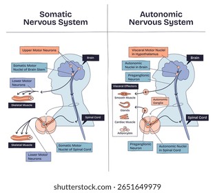 O sistema nervoso somático versus autônomo mostra diferenças nas vias neurais, controle muscular e efeitos-alvo. Objetos principais, cérebro, medula espinhal, músculos. Desenhar diagrama de estilo