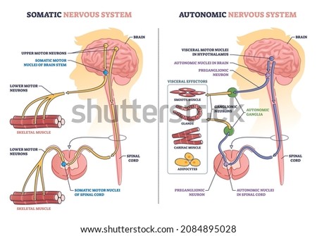 Somatic vs autonomic nervous system division in human brain outline diagram. Labeled educational visceral motor nuclei and upper motor neurons differences in body muscle control vector illustration.