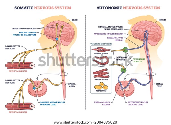 Somatic vs autonomic nervous system\
division in human brain outline diagram. Labeled educational\
visceral motor nuclei and upper motor neurons differences in body\
muscle control vector\
illustration.