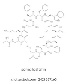 Somatostatin structure. Molecule of growth hormone inhibiting hormone. 