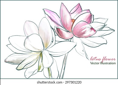 some bright lotus flowers on a white background.