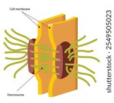 Some cells are connected by intercellular junctions, including tight junctions that fuse adjacent cell membranes and desmosomes that act as "spot welds."