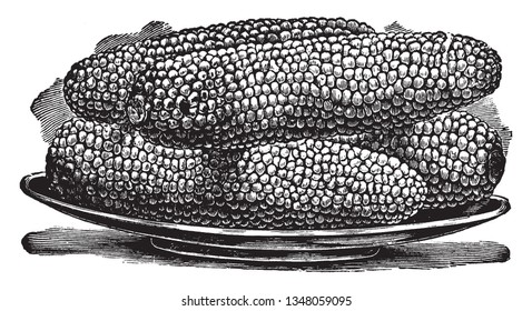 Some corn has placed in a bowl, it's completely ready corn, vintage line drawing or engraving illustration.